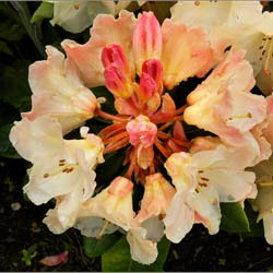 Rododendro amarillo 'Horizon Monarch'